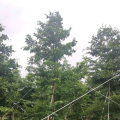 细叶榄仁