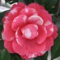 茶花