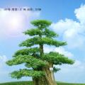 黑松