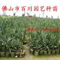 龙鳞榈