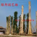 大叶紫薇