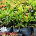龙船花