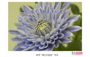 美！全球首株蓝色菊花在日本诞生