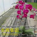 蝴蝶兰