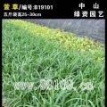 萱草