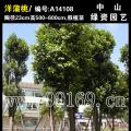 洋蒲桃