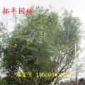 嘉宝果