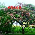粉花山扁豆