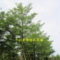 小叶榄仁