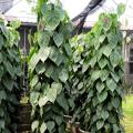 杏叶/室内荫生植物