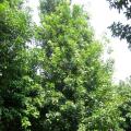 菩提榕 菩提树