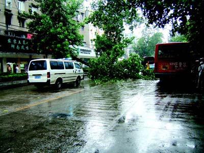 图文：50岁大树歪倒风雨中