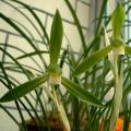 春兰  素花