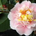 茶花  赛牡丹