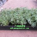 红花银桦