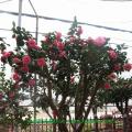 茶花