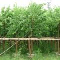 红花紫荆