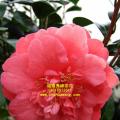 茶花  浙江大朱砂