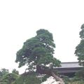 日本黑松