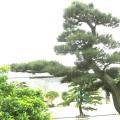 日本黑松