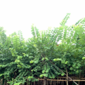 红花紫荆