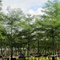 小叶榄仁