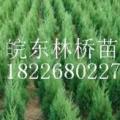 桧柏