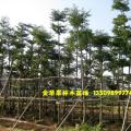 小叶榄仁