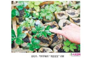 洛阳牡丹再添11新成员 牡丹芍药孕育“混血宝宝” 洛阳牡丹再添11新成员 牡丹芍药孕育“混血宝宝”