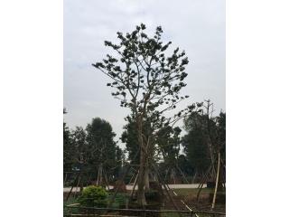 万紫千红