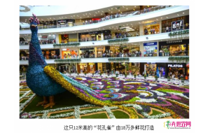哥伦比亚：18万多鲜花织就高大“孔雀” 迎“鲜花节”
