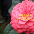 茶花  秀水