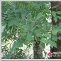 榔榆