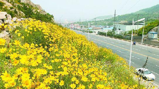 “霸王花”染黄岛城山头 用此花绿化惹争议