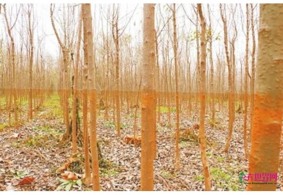 地方政府扶持行洪区种树 泄洪后导致万亩苗木枯死