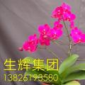 蝴蝶兰