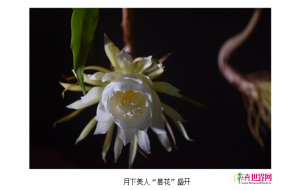 西双版纳热带植物园昙花盛开