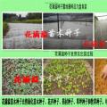 菩提榕
