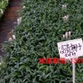 富贵椰子