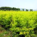 黄金香柳