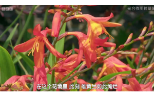 Adam自制圆形平台 狭窄花坛搭配方案
