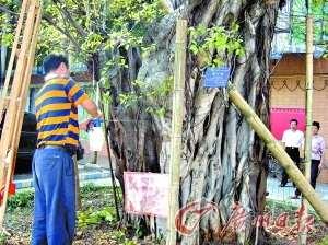 杀菌“打点滴” 132岁古树死里逃生（图）