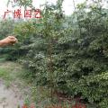 小叶榄仁