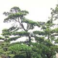 台湾罗汉松