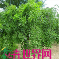龙爪槐
