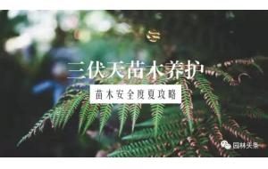 最难不过三伏天，苗木安全度夏最全攻略！