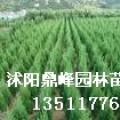 白千层