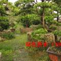 台湾罗汉松