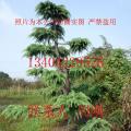 造型雪松、造型罗汉松、造型树、苏州苗木市场、苏州花木市场、苏州树木、苏州树苗