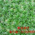 玉龙草